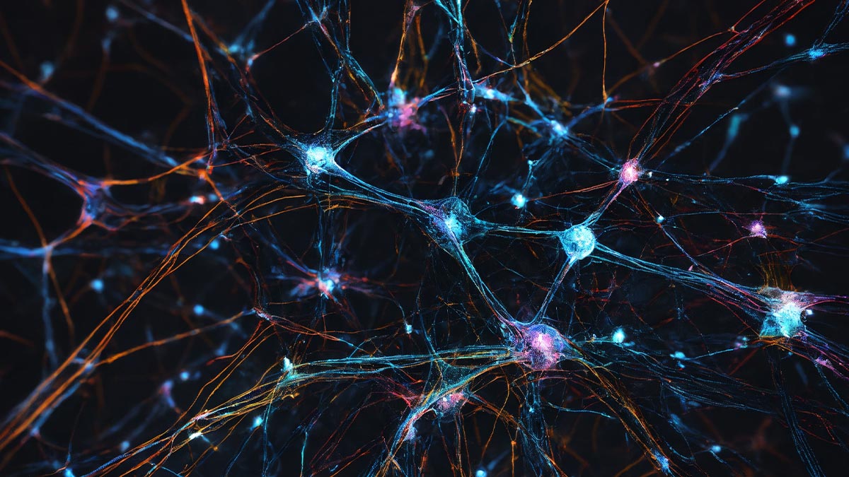 Slotbaba Beyin-Kas Bağlantısı Görseli